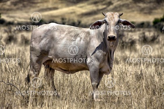 cow in the namib naukluft national park namibia