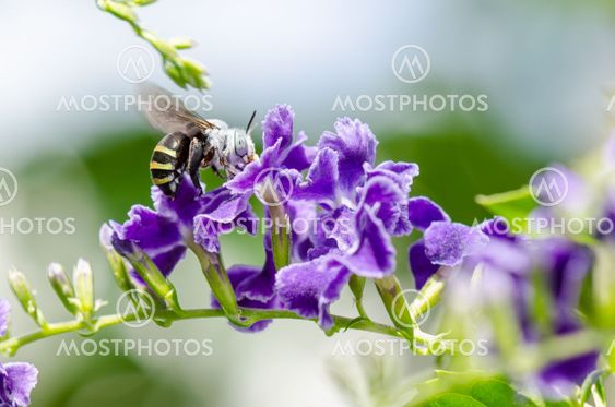 White-Banded Digger Bee (Amegilla quadrifasciata)