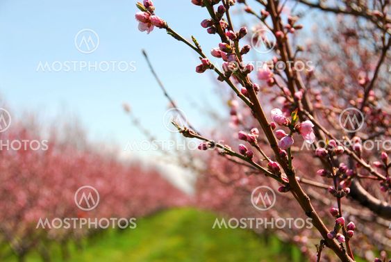 Fruit orchard