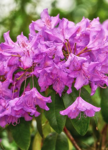 Flowers, park and garden with spring for ecology, zen...