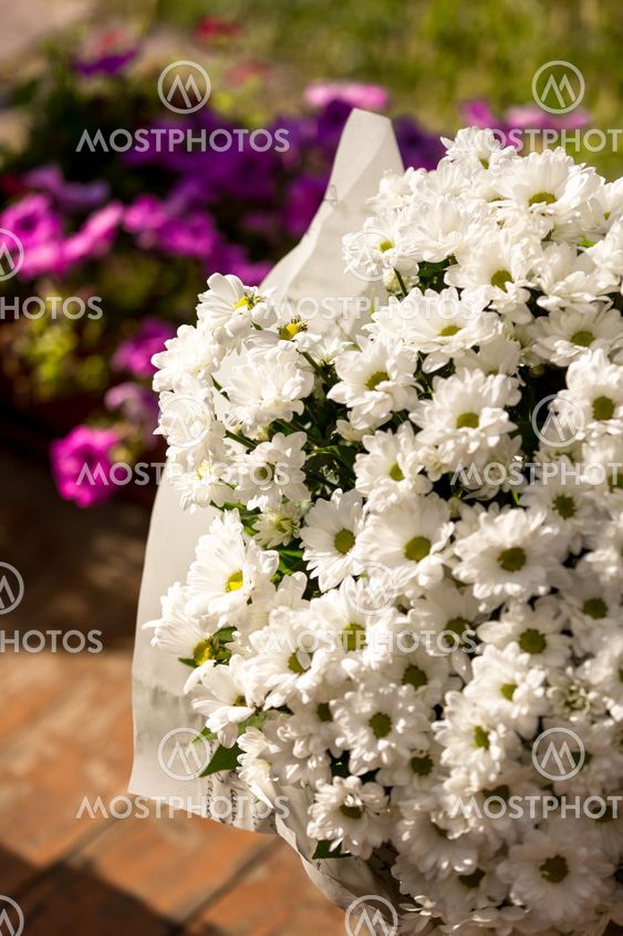 Closeup of white daisies growing in garden pot at summer...