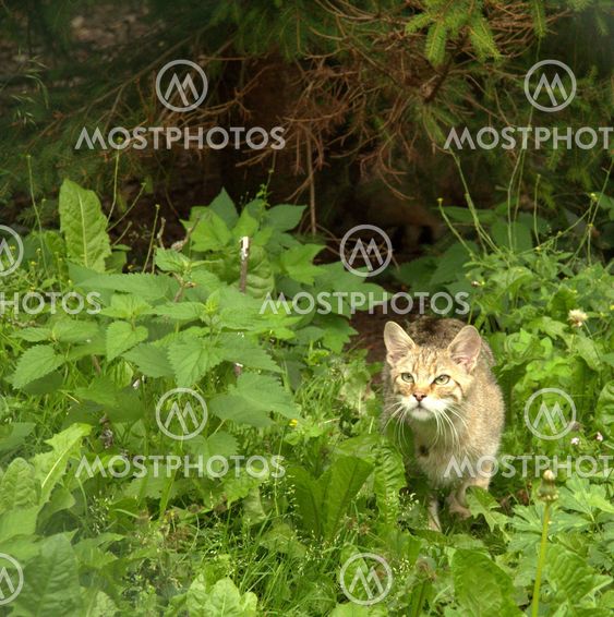 wild cat