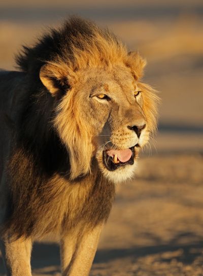 African lion portrait - Kalahari desert