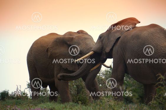 two elephant bulls fight at sunset