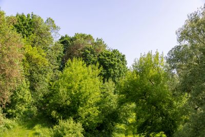 a maple tree with green foliage in the spring season