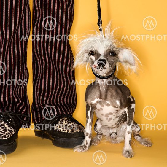 Chinese Crested dog with man.