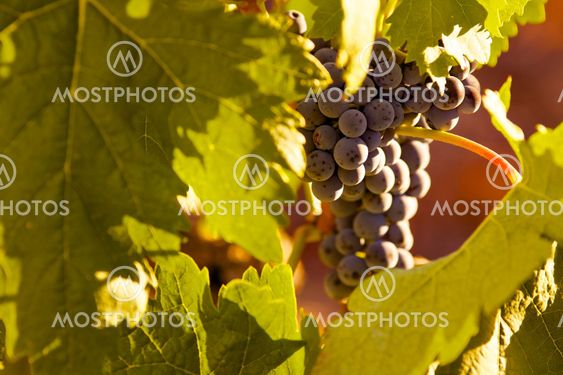 Grapes in vine