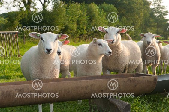 sheep in a meadow