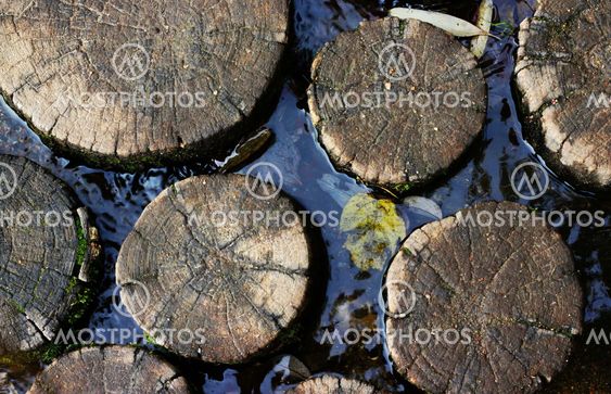Tree trunk in the water