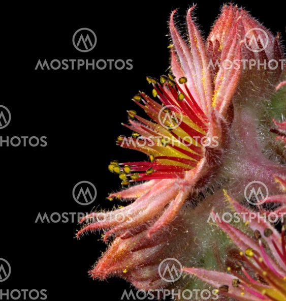 Sempervivum_971