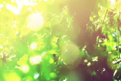 Morning light through summer green goliage. Natural