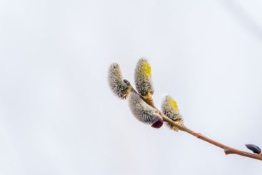 Nature awakes in spring. Blooming willow twigs and furry...