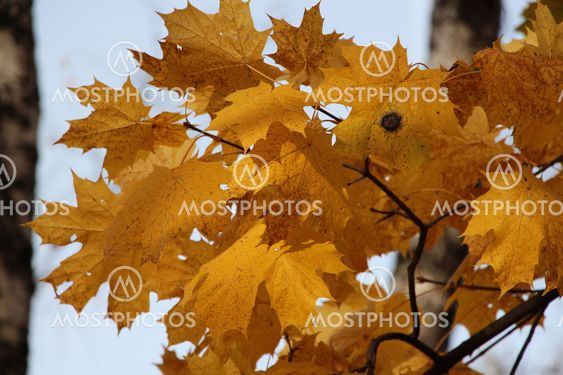 Picslife.ru list'ja, osennie