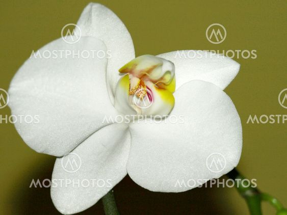 Close-up of white orchids on