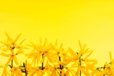 Yellow background with forsythia flowers