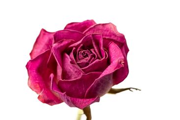 torkad rosa röd ros mot vit bakgrund