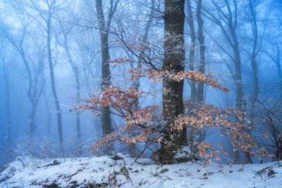 Mystical snowy forest in fog in beautiful winter at dusk