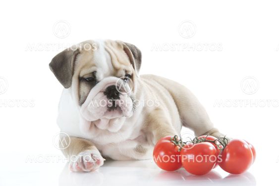 English bulldog puppy with vegetables