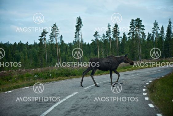 Elk Crossing