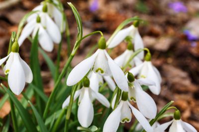 Close up of snowdrops that bloom early in the spring