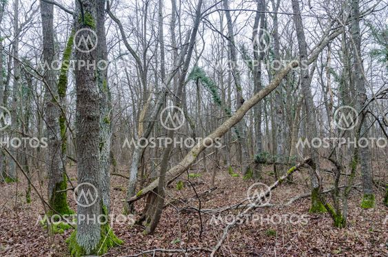 Orörd gammal lövskog i ett naturreservat