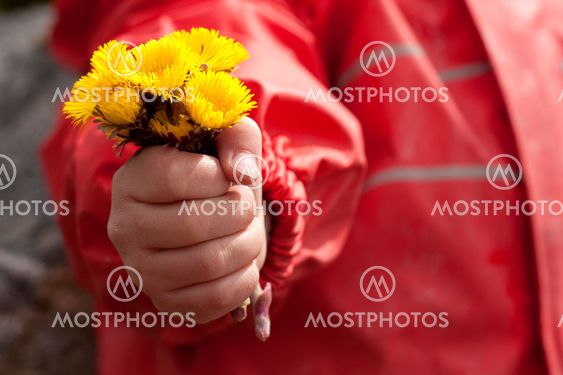 Spring flowers