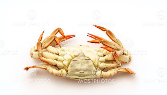 Steamed crabs on white background .