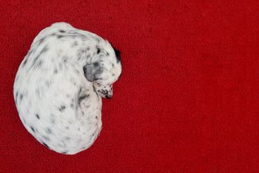 Cute dalmatian dog pet relaxing on red background...