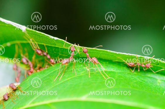 Weaver Ants or Green Ants (Oecophylla smaragdina)