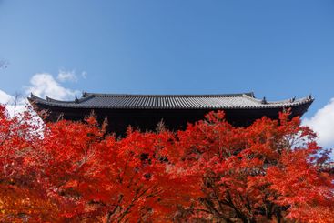 Japanese temple in red maple autumn season travel...