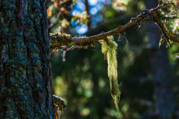 Lichen drapes elegantly from a tree branch in a serene...
