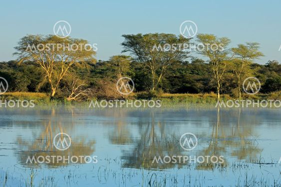 Fever trees and lake landscape