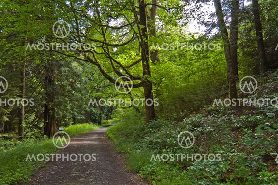 Leafy Lane