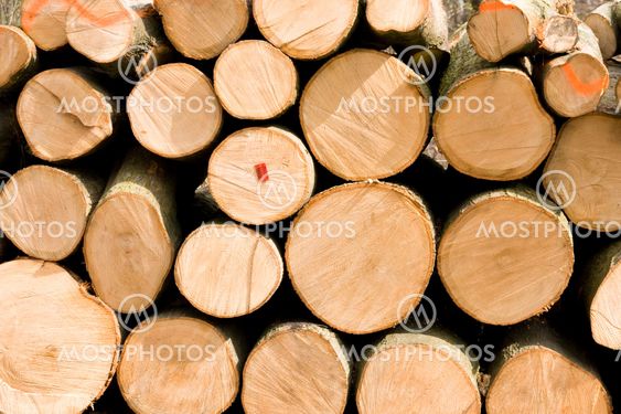 Spruce Logs Piled Up in Forest