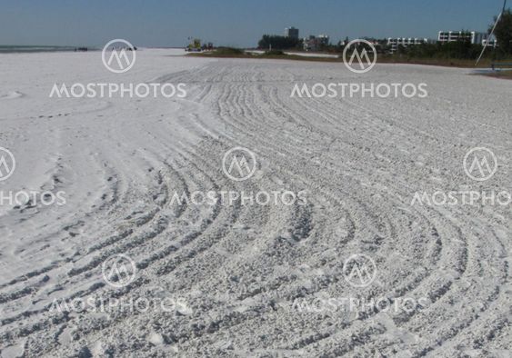 Tracks in the Sand