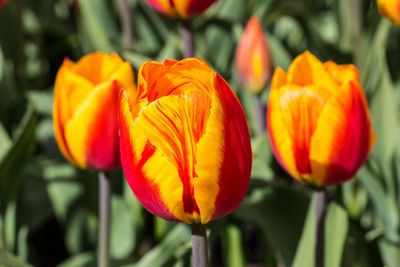 Multicoloured Tulips