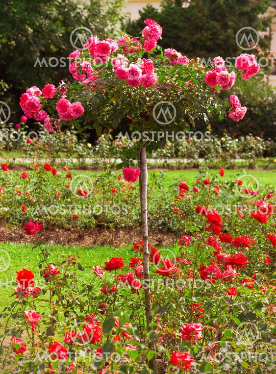 Close up of roses
