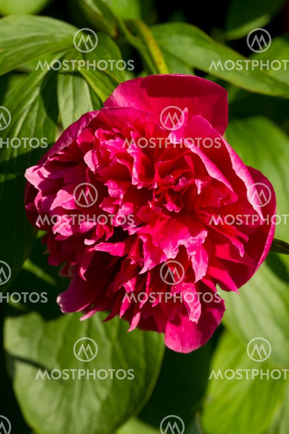 Peony flower