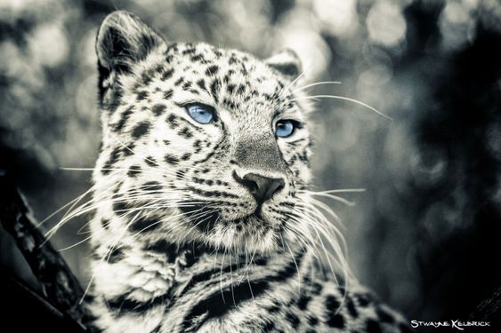 Love panther III