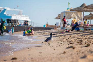 Seagull on the seashore. Selective focus.