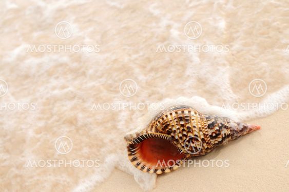 Seashell and ocean wave