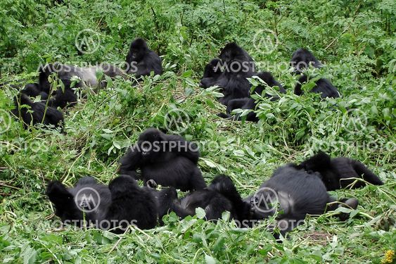 Big mountain gorilla family