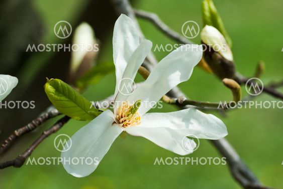 Magnolia flower