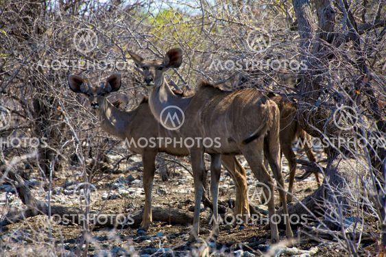 kudu in etosha national park namibia