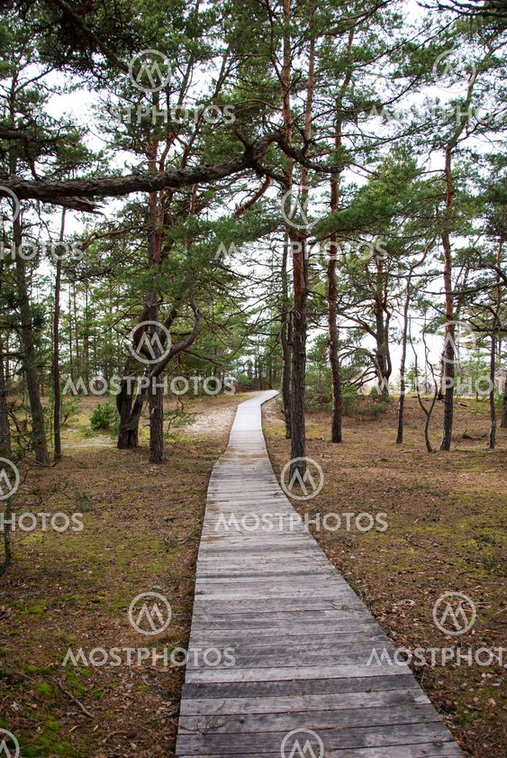 Wooden footpath