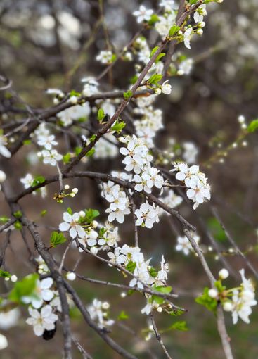 Delicate white blossoms on a tree branch in a spring...