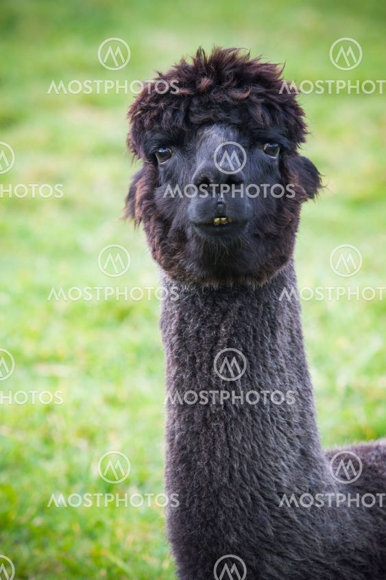 close up funny face of black fur alpacas ,llama in...