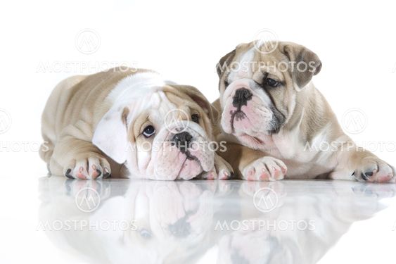 Cute english bulldog puppies isolated