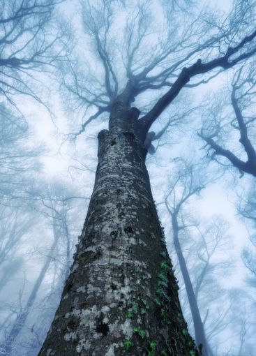 Mystical old tree in blue fog in beautiful winter at dusk