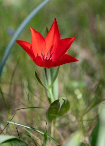 Bright Red Tulip Flower in a Green Meadow During Daylight